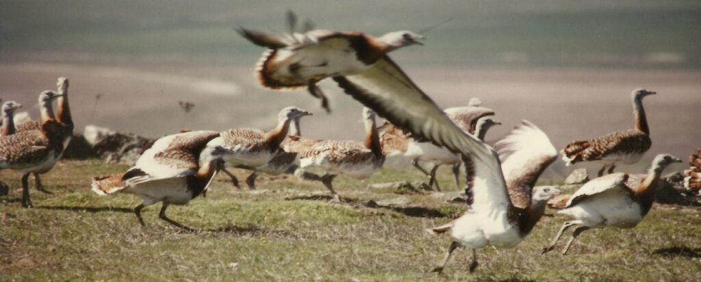 Great Bustards in Spain