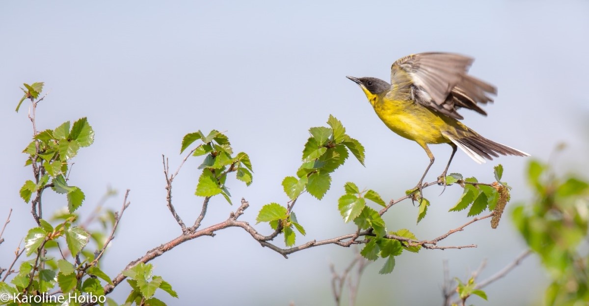 A yellow wagtail on a branch