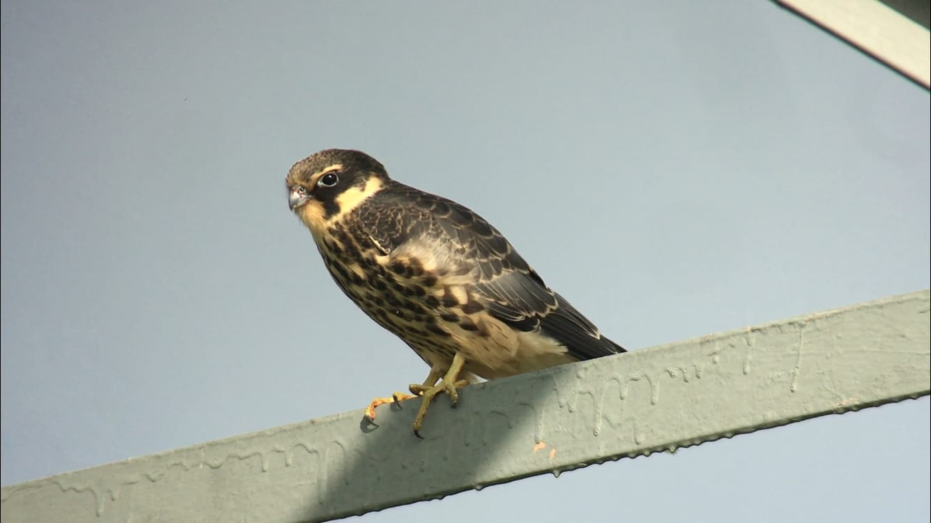 A Eurasian Hobby sits on a metal strut