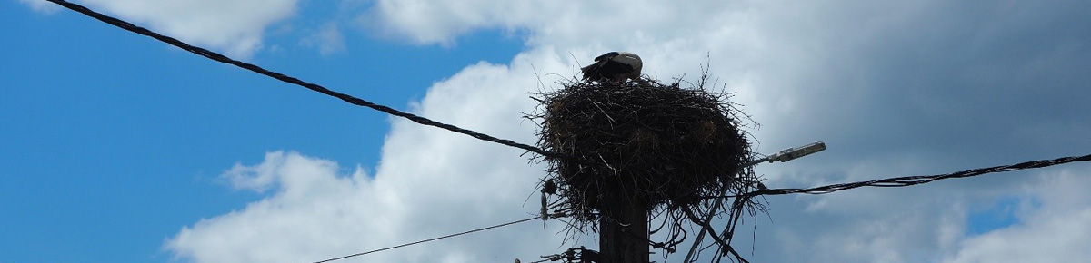 The top of a telegraph pole is visible in the centre of the photograph, silhouetted against a cloudy and blue sky. A stork sits in its nest on top of the telegraph pole