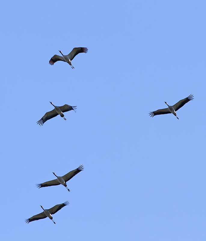 Five cranes flying silhouetted against a blue sky as they migrate.