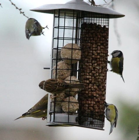 Three blue tits, a greenfinch and a sparrow feeding from a bird feeder