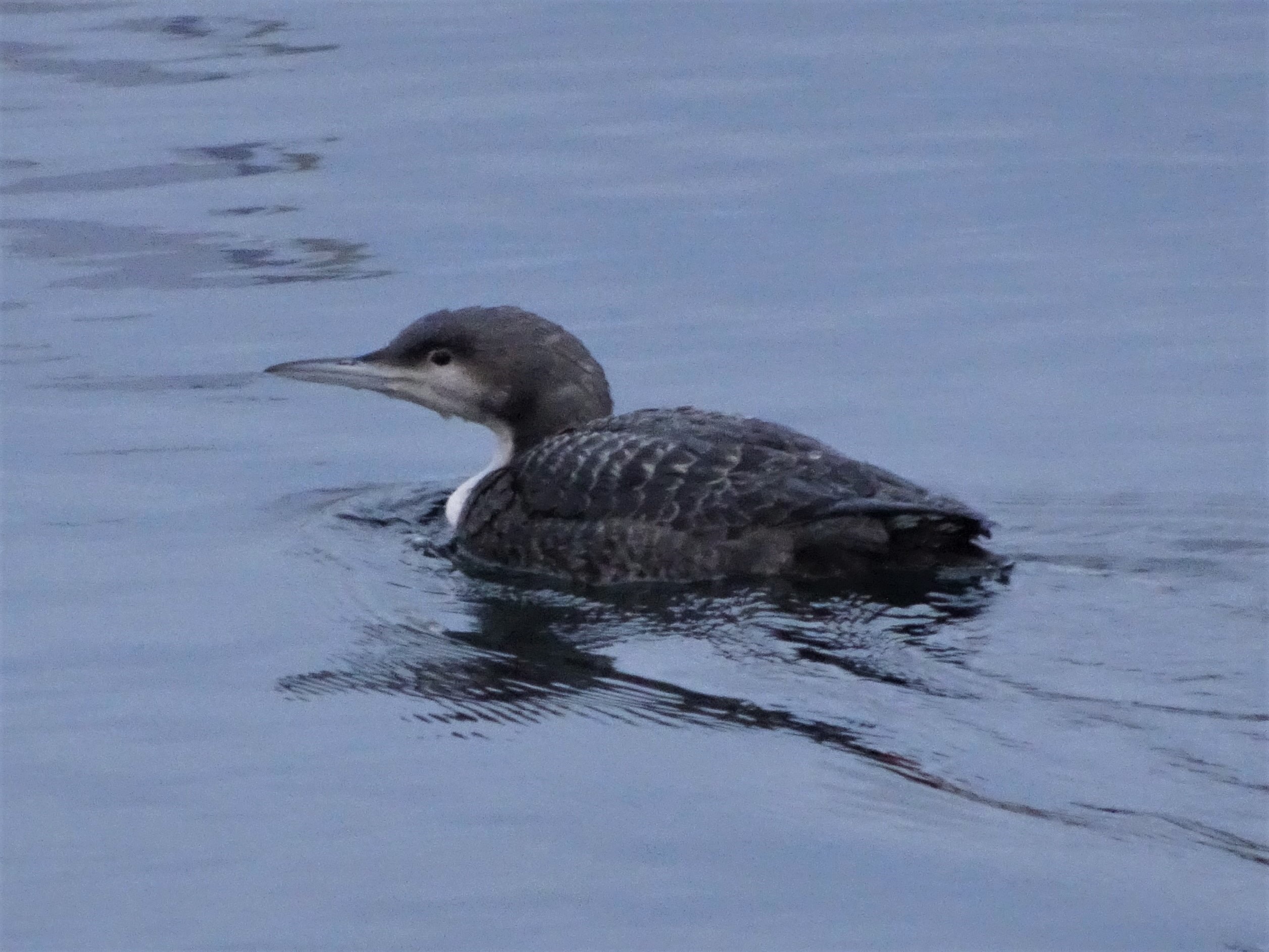 A Pacific Loon on the water