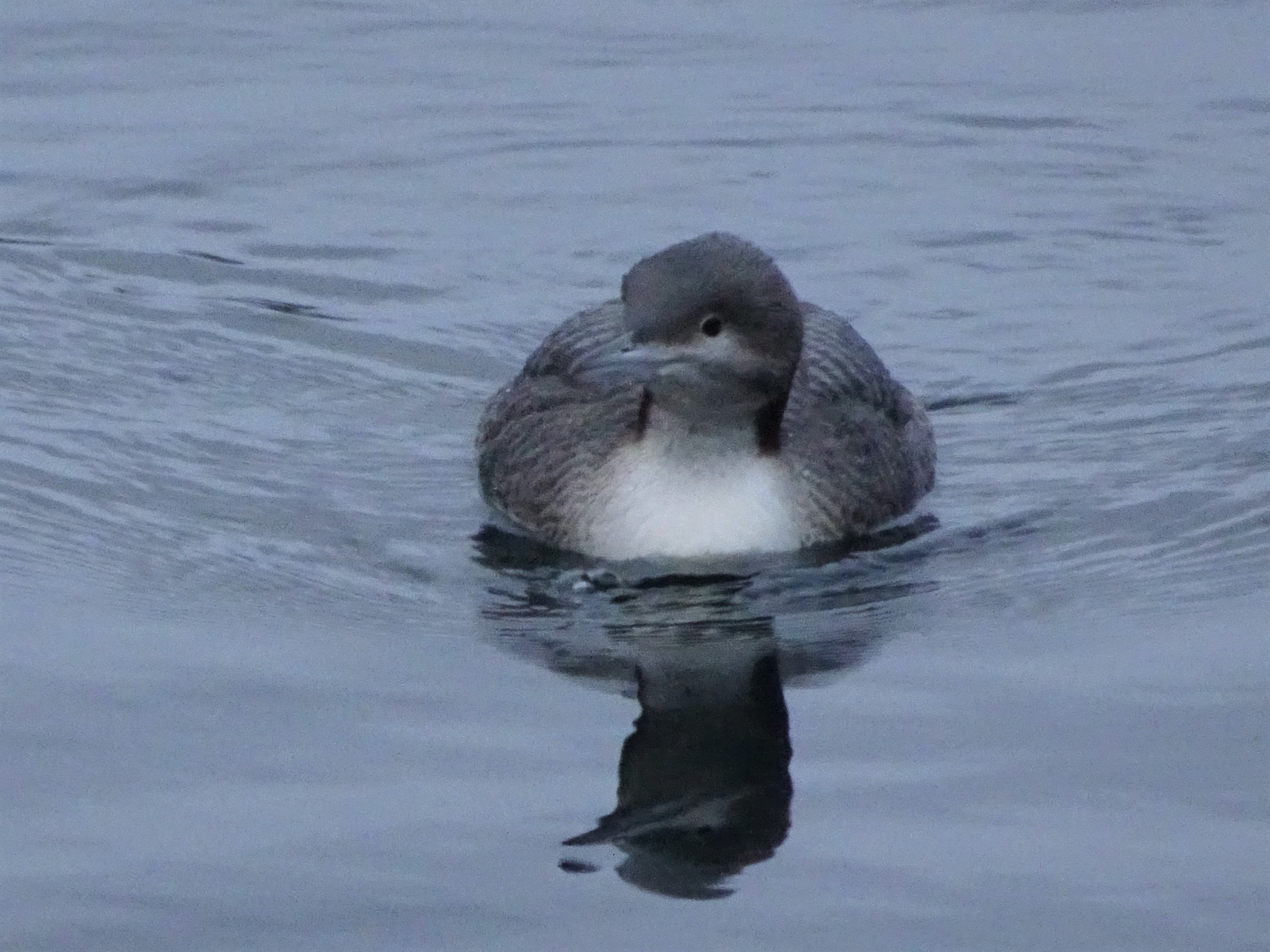 A Pacific Loon swims towards the camera