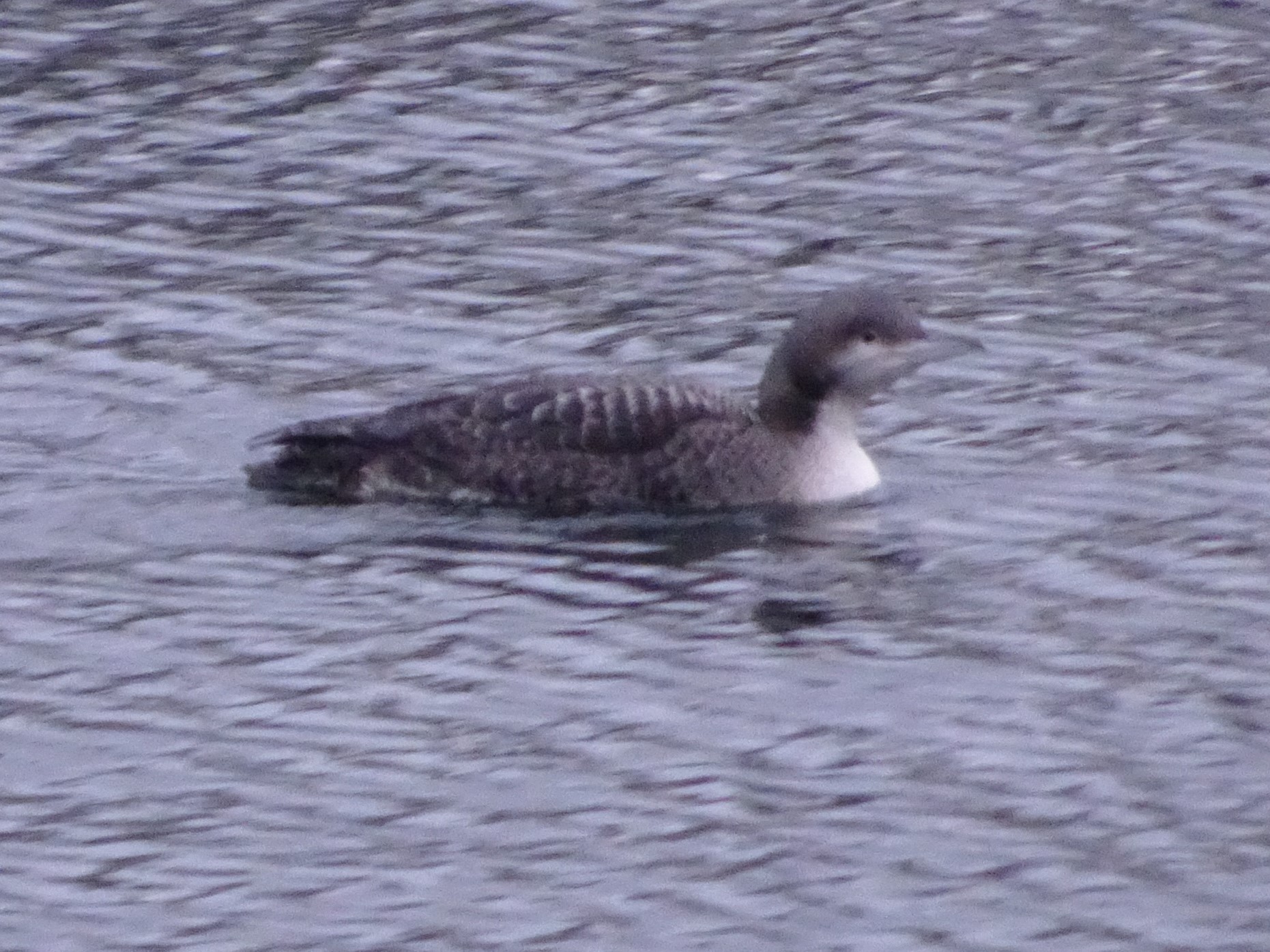 A Pacific Loon