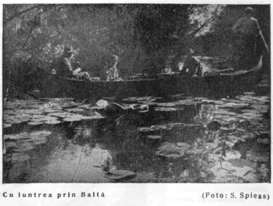 With boat through the swamp, photo by Silvia Spiess, Carpații, 1934
