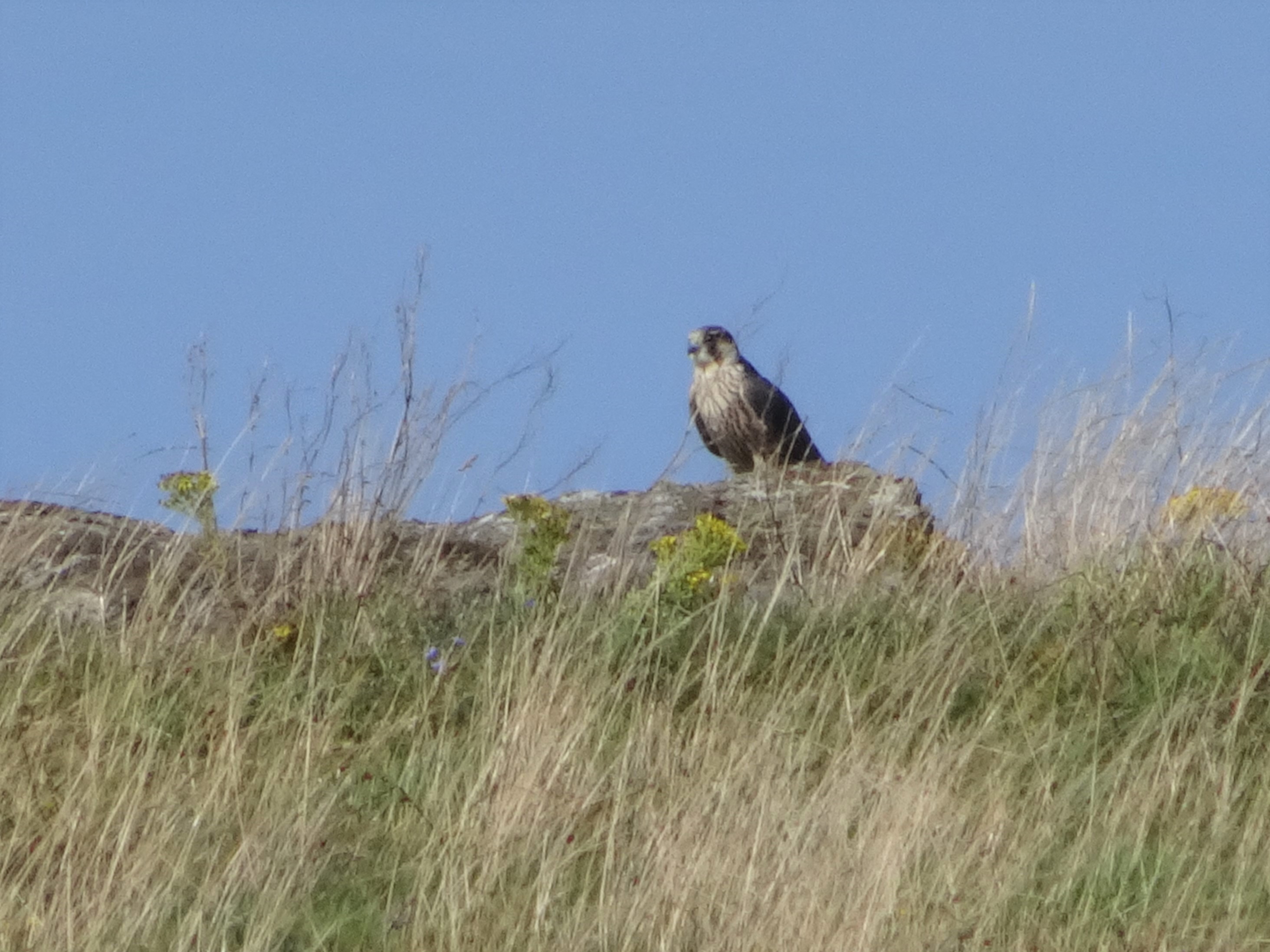 A juvenile peregrine falcon sitting on a rock