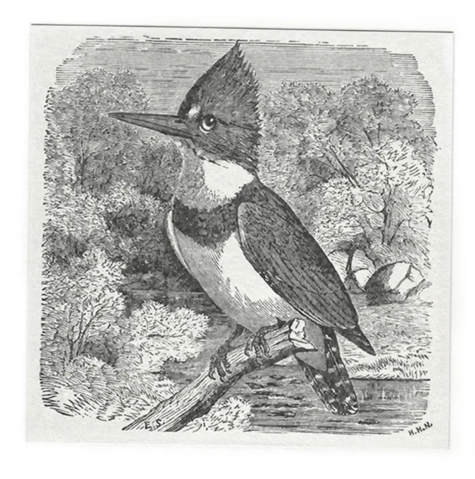 Drawing of a Belted Kingfisher